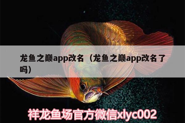 龍魚之巔app改名（龍魚之巔app改名了嗎） 廣州龍魚批發(fā)市場