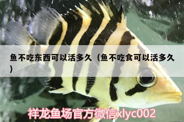 魚不吃東西可以活多久（魚不吃食可以活多久） 孵化器