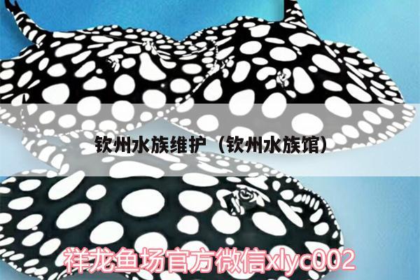 欽州水族維護(hù)（欽州水族館） 祥龍龍魚魚糧