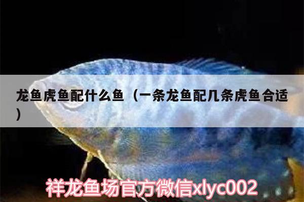 龍魚(yú)虎魚(yú)配什么魚(yú)（一條龍魚(yú)配幾條虎魚(yú)合適）