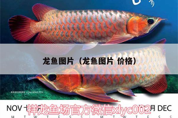 龍魚圖片（龍魚圖片價格）