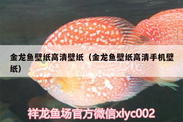 金龍魚壁紙高清壁紙（金龍魚壁紙高清手機壁紙） 白子紅龍魚