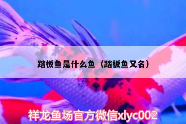 踏板魚是什么魚（踏板魚又名）