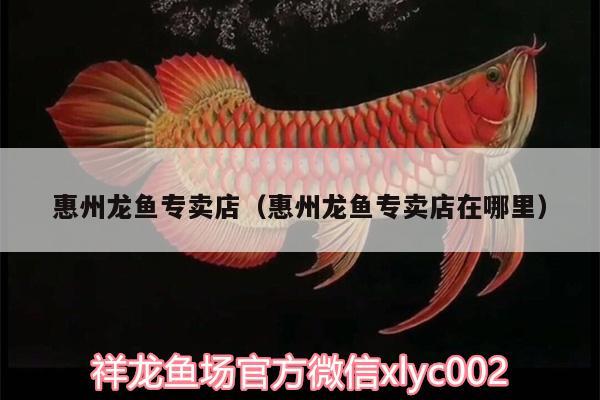 惠州龍魚專賣店（惠州龍魚專賣店在哪里） 印尼小紅龍