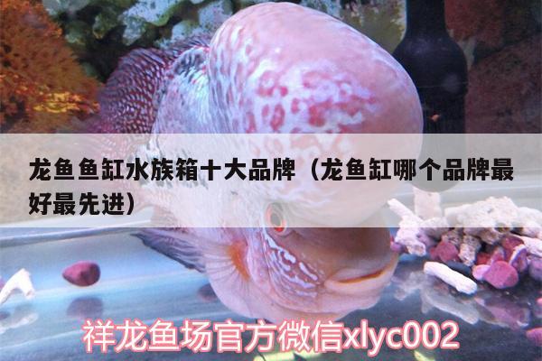 龍魚魚缸水族箱十大品牌（龍魚缸哪個品牌最好最先進） 魚缸/水族箱