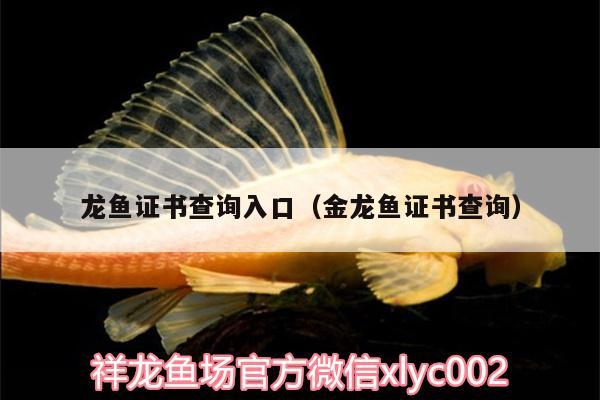 龍魚證書查詢?nèi)肟冢ń瘕堲~證書查詢）