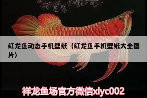 紅龍魚動態(tài)手機(jī)壁紙（紅龍魚手機(jī)壁紙大全圖片）