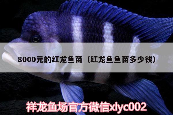 8000元的紅龍魚苗（紅龍魚魚苗多少錢）