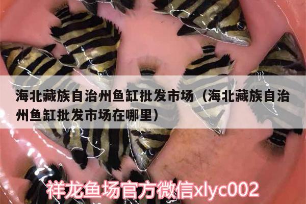 海北藏族自治州魚缸批發(fā)市場（海北藏族自治州魚缸批發(fā)市場在哪里） 夢幻雷龍魚