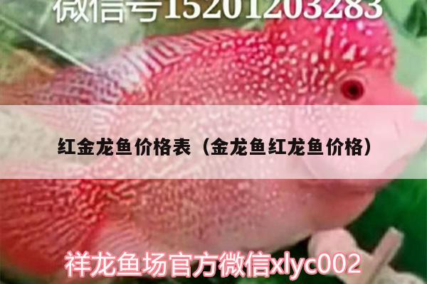 紅金龍魚價格表（金龍魚紅龍魚價格）