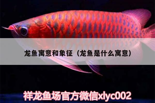 龍魚寓意和象征（龍魚是什么寓意）