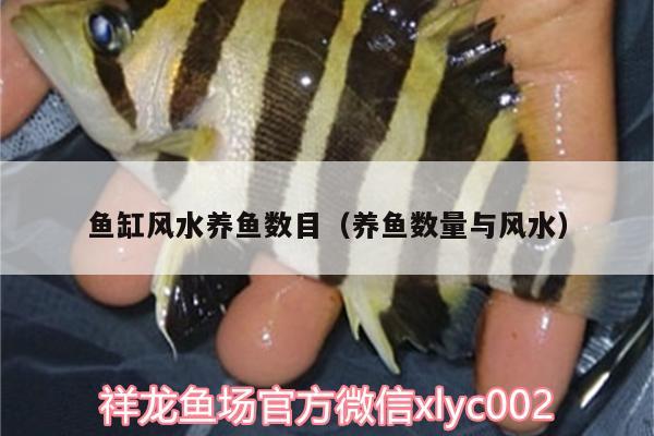 魚缸風(fēng)水養(yǎng)魚數(shù)目（養(yǎng)魚數(shù)量與風(fēng)水）