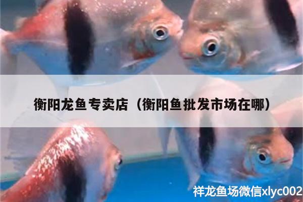 衡陽龍魚專賣店（衡陽魚批發(fā)市場(chǎng)在哪） 觀賞魚