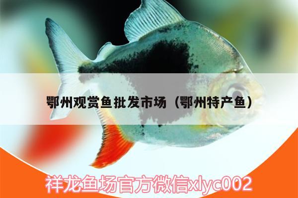 鄂州觀賞魚批發(fā)市場（鄂州特產(chǎn)魚）