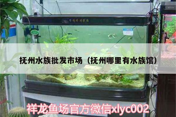 撫州水族批發(fā)市場(chǎng)（撫州哪里有水族館）