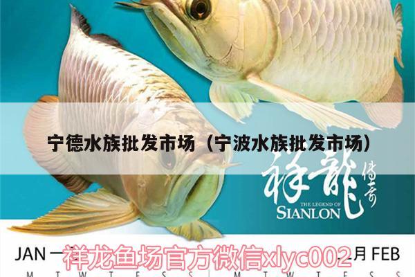 寧德水族批發(fā)市場（寧波水族批發(fā)市場） 觀賞魚水族批發(fā)市場