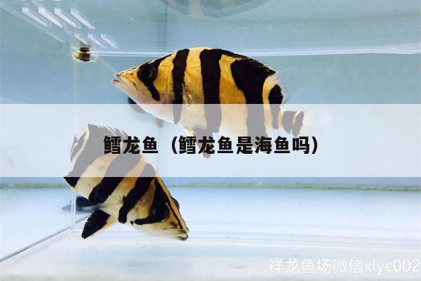 鱈龍魚（鱈龍魚是海魚嗎） 水草