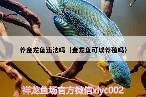 養(yǎng)金龍魚違法嗎（金龍魚可以養(yǎng)殖嗎）