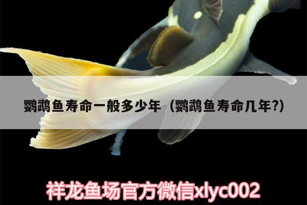 鸚鵡魚壽命一般多少年（鸚鵡魚壽命幾年?） 鸚鵡魚