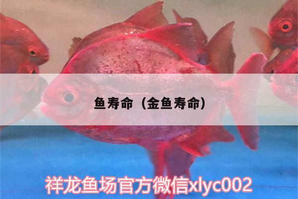 魚壽命（金魚壽命）