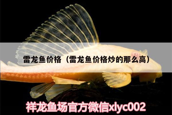 雷龍魚價(jià)格（雷龍魚價(jià)格炒的那么高）