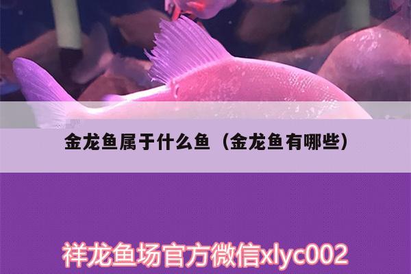 金龍魚屬于什么魚（金龍魚有哪些）