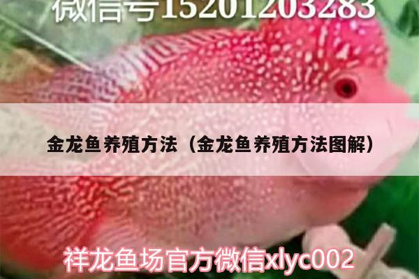 金龍魚養(yǎng)殖方法（金龍魚養(yǎng)殖方法圖解）