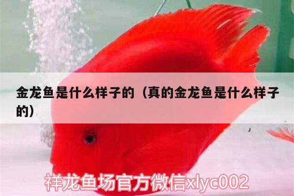 金龍魚(yú)是什么樣子的（真的金龍魚(yú)是什么樣子的） 魚(yú)缸水質(zhì)穩(wěn)定劑