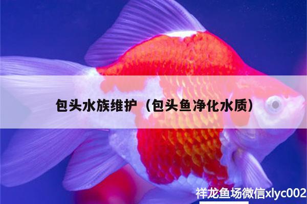 包頭水族維護(hù)（包頭魚凈化水質(zhì)）