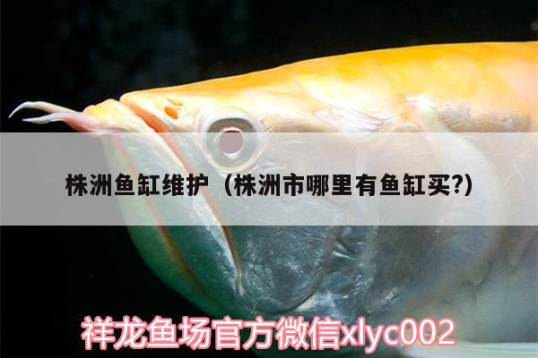 株洲魚缸維護（株洲市哪里有魚缸買?） 細線銀版魚