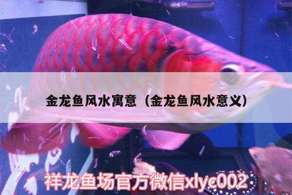 金龍魚風水寓意（金龍魚風水意義） 魚缸風水