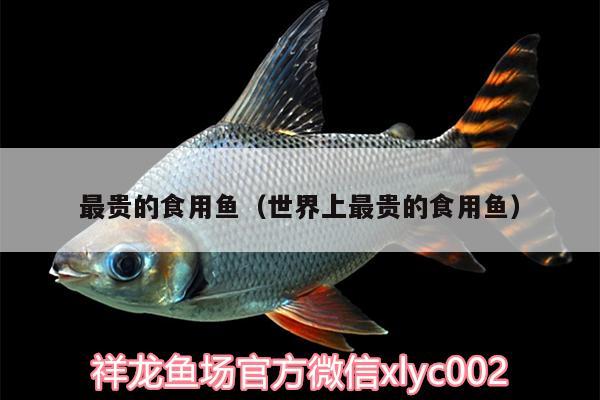 最貴的食用魚（世界上最貴的食用魚） 水族燈（魚缸燈）