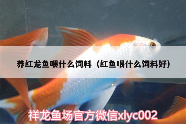 養(yǎng)紅龍魚喂什么飼料（紅魚喂什么飼料好）