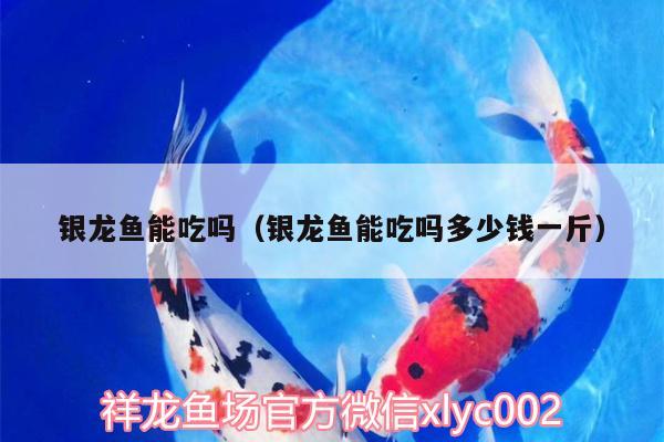 銀龍魚能吃嗎（銀龍魚能吃嗎多少錢一斤） 銀龍魚