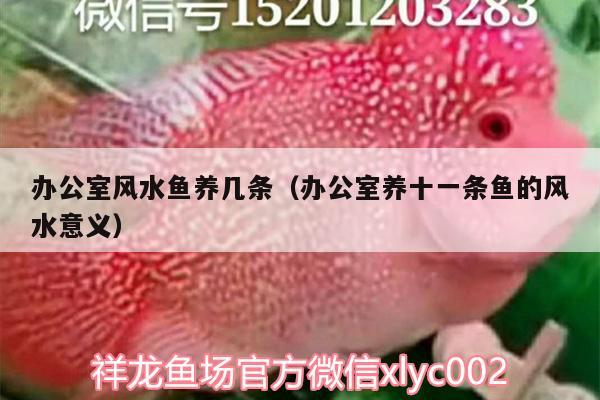 辦公室風水魚養(yǎng)幾條（辦公室養(yǎng)十一條魚的風水意義）