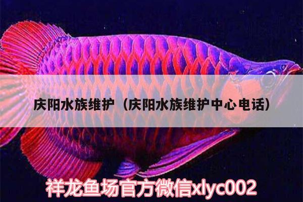 慶陽(yáng)水族維護(hù)（慶陽(yáng)水族維護(hù)中心電話） 祥龍超血紅龍魚(yú)