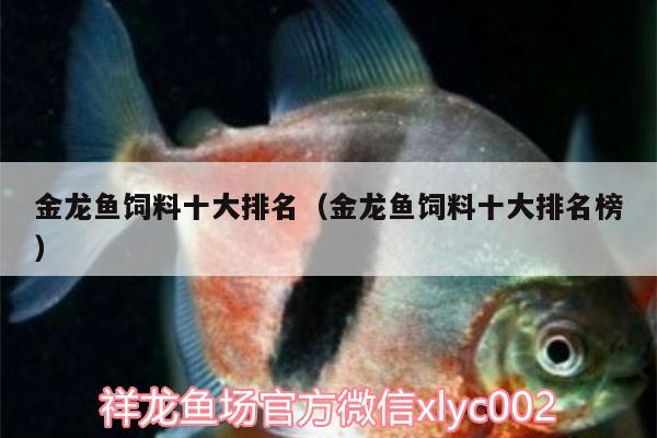 金龍魚(yú)飼料十大排名（金龍魚(yú)飼料十大排名榜） 新加坡號(hào)半紅龍魚(yú)（練手級(jí)紅龍魚(yú)）