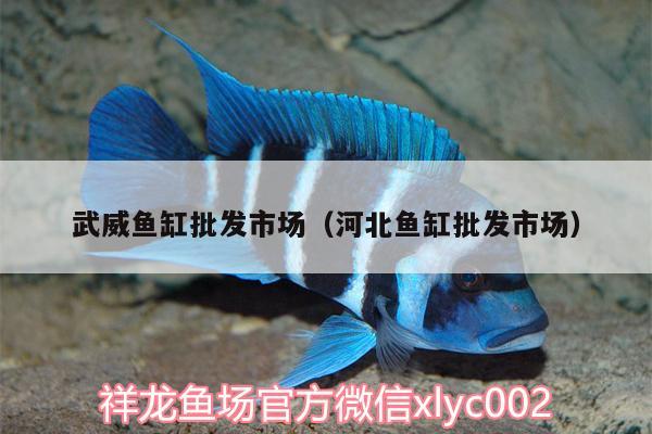 武威魚缸批發(fā)市場（河北魚缸批發(fā)市場）