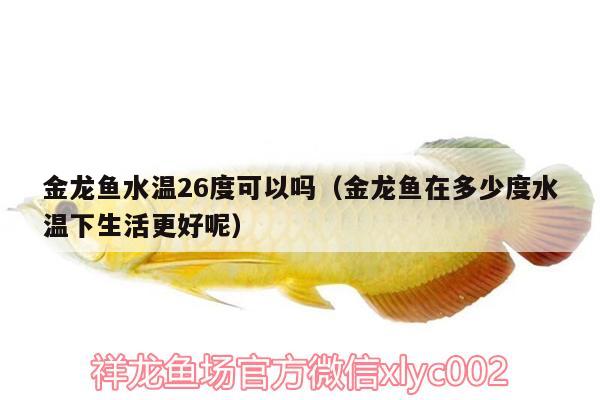 金龍魚(yú)水溫26度可以嗎（金龍魚(yú)在多少度水溫下生活更好呢）