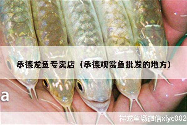 承德龍魚專賣店（承德觀賞魚批發(fā)的地方）