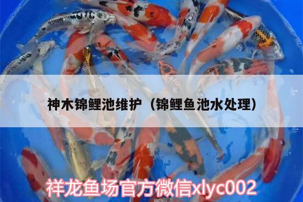 神木錦鯉池維護（錦鯉魚池水處理）