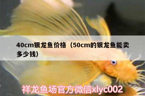 40cm銀龍魚價(jià)格（50cm的銀龍魚能賣多少錢） 銀龍魚