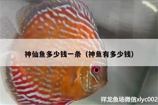 神仙魚多少錢一條（神魚有多少錢）