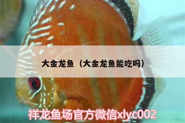 大金龍魚（大金龍魚能吃嗎）