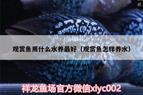 觀賞魚用什么水養(yǎng)最好（觀賞魚怎樣養(yǎng)水） 黃金貓魚