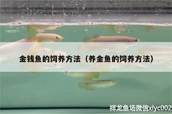 金錢魚的飼養(yǎng)方法（養(yǎng)金魚的飼養(yǎng)方法）