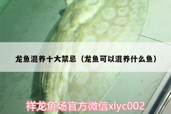 龍魚混養(yǎng)十大禁忌（龍魚可以混養(yǎng)什么魚）