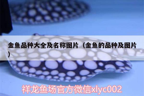 金魚品種大全及名稱圖片（金魚的品種及圖片） 月光鴨嘴魚