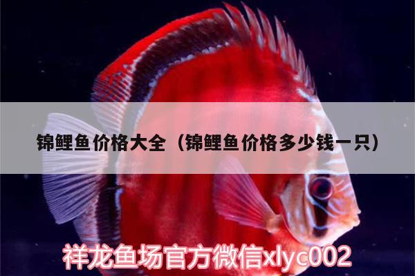 錦鯉魚(yú)價(jià)格大全（錦鯉魚(yú)價(jià)格多少錢一只） 白化火箭魚(yú)