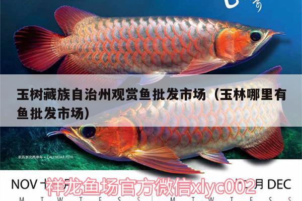 玉樹藏族自治州觀賞魚批發(fā)市場（玉林哪里有魚批發(fā)市場） 觀賞魚批發(fā)